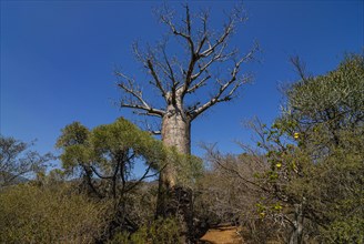 African Baobab -Adansonia digitata