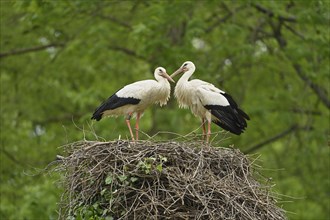 Two white storks