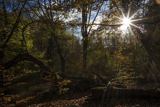 Autumn forest backlit