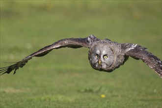 Great grey owl