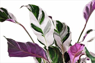 Leaf of exotic 'Calathea White Fusion' Prayer Plant houseplant on white background