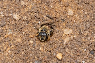 Yellow-banded sweat bee on ground crawling out of nest hole from front