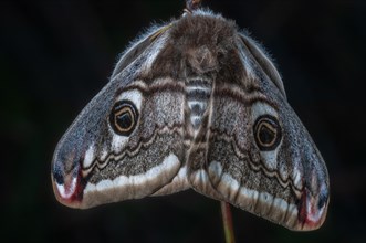 Female small emperor moth