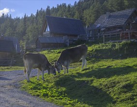 Cows at the upper alpine village Schiesslingalm
