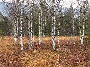 Birches in the autumnal moor