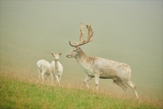 Damhirsch