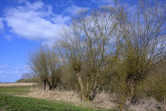 Pollarded willows on the shore of Lake Duemmer