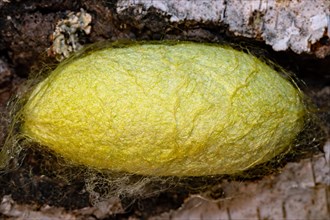 Japanese oak silk moth yellow cocoon