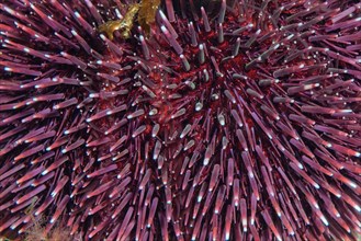 Extreme photomicrograph of spines of purple sea urchin