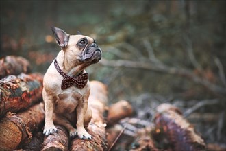 French Bulldog dog with elegant bow tie around neck sitting on pile of tree trunks in forest with copy space