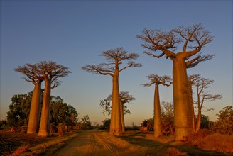 Avenue de Baobabs at sunrise