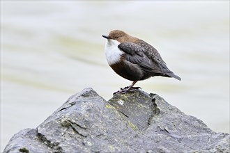 White-throated Dipper or white-breasted dipper