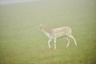Damhirsch