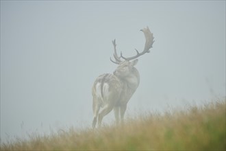 Damhirsch