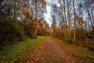 Hiking trail in birch forest with brown leaves on the path under overcast sky in autumn