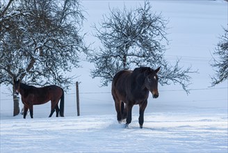 Brown horses in a deep snow-covered paddock in a rural setting in winter