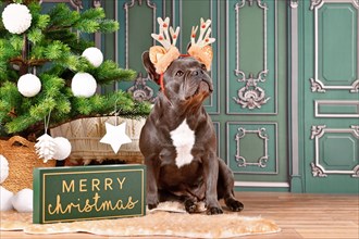 Black French Bulldog dog with costume headband with antlers sitting next to Christmas decoration in front of green wall