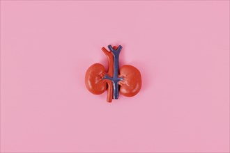 Human kidney organ model on pink background
