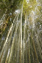 Bamboo trunks in the Arashiyama bamboo forest in Kyoto