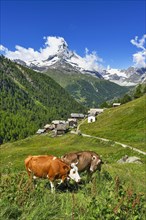 Two cows standing on a mountain meadow in front of the Matterhorn