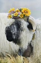 Valais black-nosed ewe