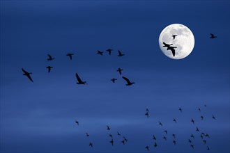 Flock of migrating ducks and geese flying in front of full moon and silhouetted against blue night sky