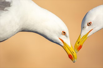 Portrait of two yellow-legged gull