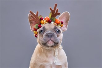 Portrait of small lilac fawn French Bulldog dog puppy wearing a seasonal Christmas reindeer antler headband in front of gray background