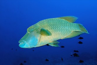 Large Napoleon Wrasse Cheilinus undulatus) swims through blue sea open water over coral reef