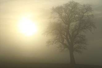 Pear tree in fog and veiled sun