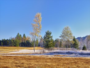 Autumnal morning mood with birches and reeds in hoarfrost