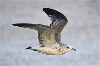 Common gull