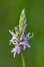 Fox Orchid or common spotted orchid