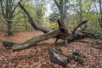 Fallen dead tree trunk in autumnal beech forest