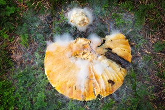 Red fly agaric