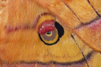 Japanese Oak Moth Moth Eye Spot in Wing