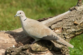 Eurasian Collared Dove sitting on tree trunk looking left