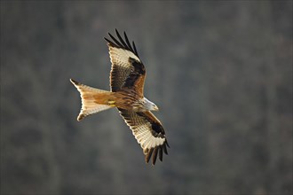 Red kite