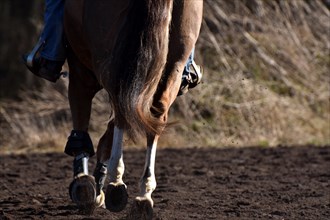 Training of an American Quarter Horse stallion in western riding with typical western equipment