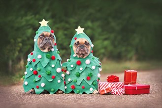 Dogs in Christmas costumes. Two French Bulldogs dresses up as funny Christmas trees with baubles next to red gift boxes