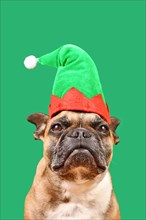 Cute French Bulldog dog dressed up with Christmas elf costume hat in front of green background