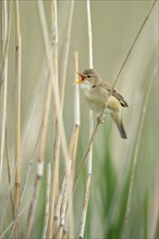 Singing reed warbler