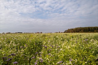 Deep view over a colourful flower meadow with a small settlement and a forest in the background. The autumn sun shines from the slightly cloudy sky