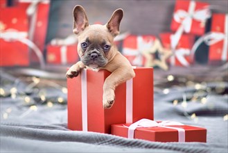 Cute French Bulldog dog puppy peeking out of red Christmas gift box with ribbon surrounded by seasonal decoration