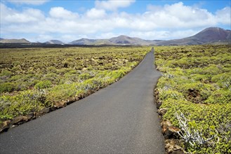Black asphalt road leading through green bushes to volcanoes on the horizon