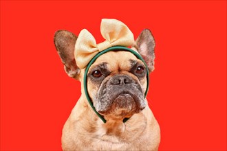 French Bulldog dog with elegant golden ribbon on head in front of red background