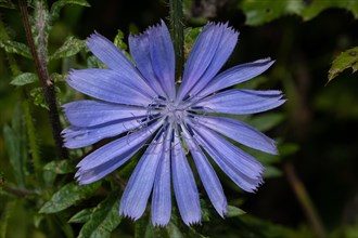 Chicory blue flower