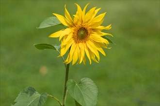 Sunflower yellow open flower
