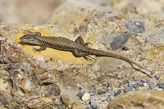 Iberian rock lizard