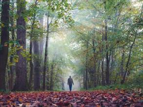 Man walking through a beautiful autumn forest